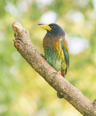 Great Barbet perched on a tree branch