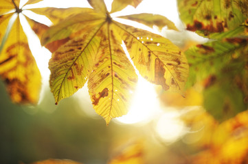 Autumn blurred background from yellow leaves.Autumn leaves on the sun. Fall blurred background.