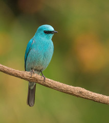 Obraz premium Blue Verditer flycatcher perched on a branch