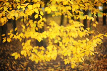 Autumn blurred background from yellow leaves.Autumn leaves on the sun. Fall blurred background.