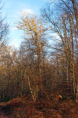 Fontainebleau forest in winter season