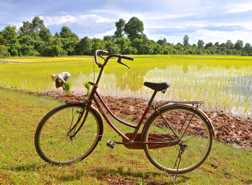 Rustic bike in a rice paddy field.