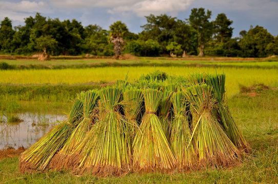 Bushels of harvested rice