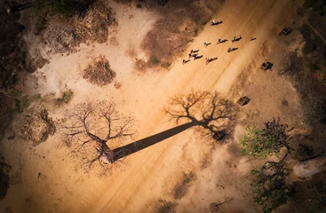Foto op Canvas Baobab Madagaskar luchtfoto © JeanPierre