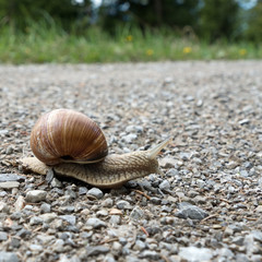 Nahaufnahme einer Weinbergschnecke, Helix pomatia