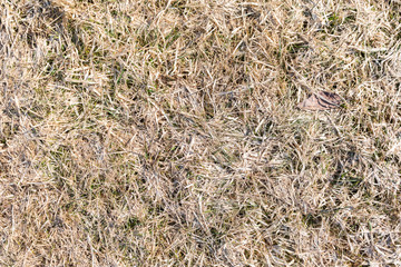 Texture of spoiled yellowed grass after melting snow, after winter