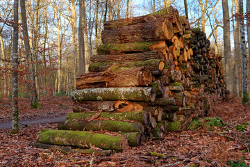 Logs and trees in fontainebleau forest