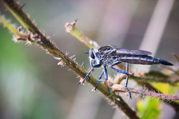 robber fly that is waiting for prey with a position preparing to pounce from behind a branch, this insect pounces on other smaller insects while passing through the air