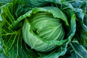 Fototapeta na wymiar closeup nature view of Cabbage in garden, dark wallpaper concept, nature background, tropical green leaf
