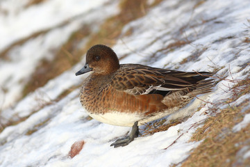 Eurasian Wigeon or  Widgeon (Mareca penelope) female. Duck collects food in the snow. Close-up portrait of a duck