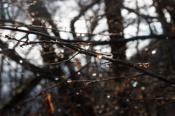 dew