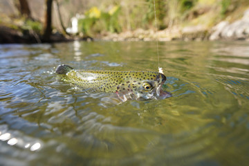 catch of a rainbow trout with a fly