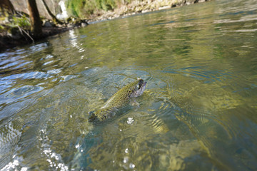catch of a rainbow trout with a fly