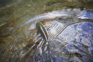 catch of a rainbow trout with a fly