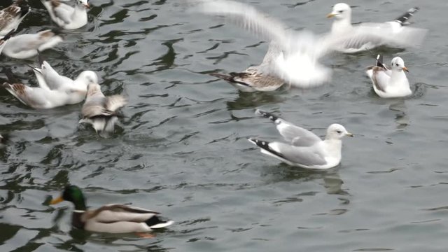 Wild ducks and seagulls fighting for food in river water. Lot of birds swimming and flying around pieces ща potato. Cloudy winter day.