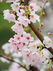 桜