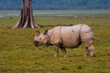 Obraz premium Great Indian Rhinoceros and its calf in Kaziranga National Park