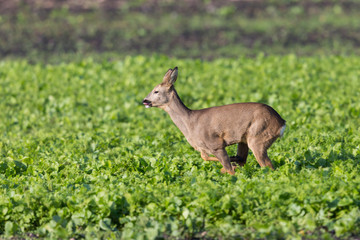 female roe deer (capreolus) running through agricultural field
