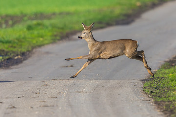 one capreolus roe deer jumping over street in sunlight © Pascal Halder