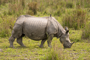 Obraz premium Great Indian Rhinoceros and its calf in Kaziranga National Park