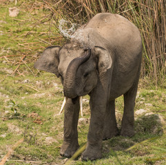 Fototapeta premium Asian elephant in Indian forest