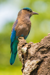 Fototapeta premium An Indian roller perched in Bandhavgarah National Park, India. The bird was formerly locally called the Blue Jay. It is a member of the roller family of birds.
