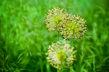 Allium cristophii, allium giganteum ornamental plant, three big round yellow flowers blossom close up on green grass blurred background, blooming dandelions, persian star onion, star ball garden leek