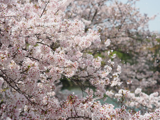 桜