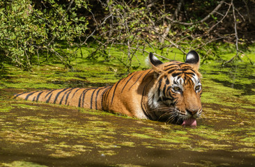 A beautiful tigress in her natural habitat