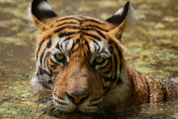 Close up face of a male tiger 