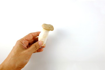 Pleurotus Eryngii (King Oyster Mushroom) is popular for cooking. Have a high nutritional value Can be used instead of meat Also has a pleasant aroma This type of mushroom has become very popular 