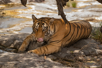 Close up face of a male tiger 