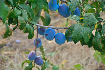 ripe plums on a branch
