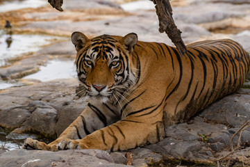 Close up face of a male tiger 
