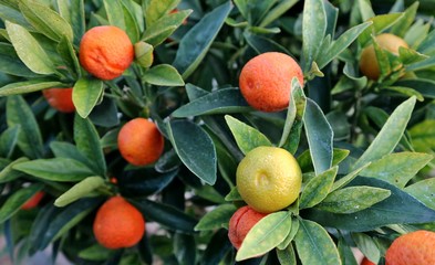 Plant of Fukushu Kumquat, or Fortunella, with fruits at different stages of ripeness