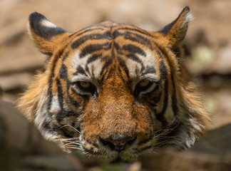 Close up face of a male tiger 
