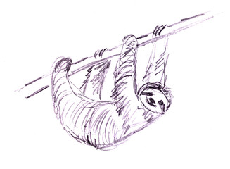 graphic drawing sloth hanging on a branch © Natalia