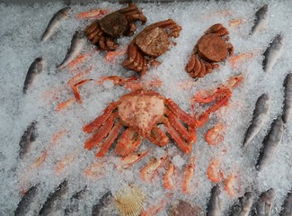 A large Kamchatka crab lies on the crushed ice next to scallops, shrimps and sea fish. Healthy seafood is prepared for sale.