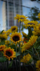 向日葵-sunflower