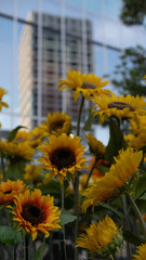 向日葵-sunflower