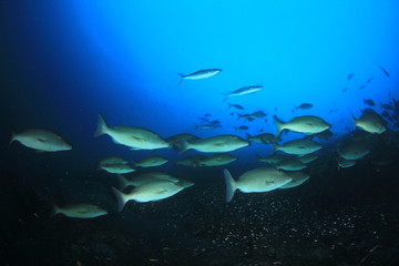 Underwater coral reef and fish in ocean 