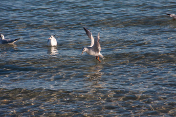A seagull bird dives into the sea for food.