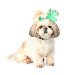 Cute dog on white background. St. Patrick's Day celebration