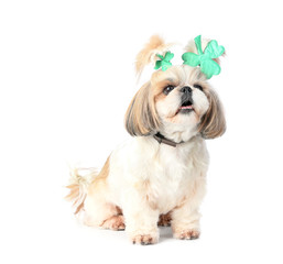 Cute dog on white background. St. Patrick's Day celebration