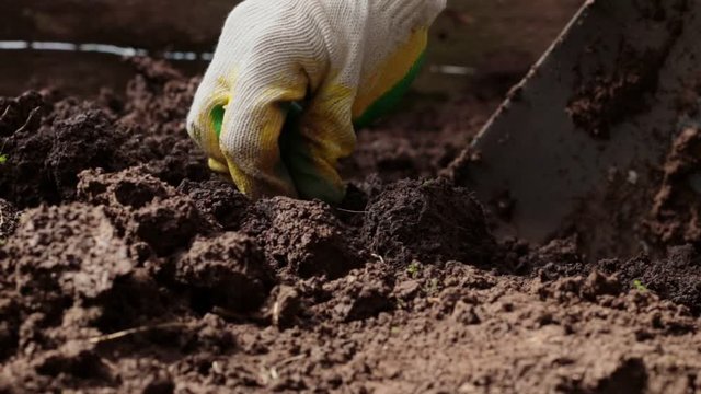 Close-up of digging the ground with shovel. Spade plunges into loose soil. Hand in a gardening glove takes out the roots. Agriculture concept, spring gardening. Low shooting angle. Selective focus