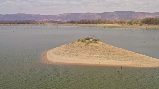Moving view above the lake Kariba in Zimbabwe near Victoria Falls, small island with the group of Hippopotamus - Hippopotamus amphibius or hippo
