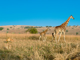 giraffe in the savannah in the african national park