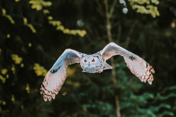 Sibirischer Uhu im Flug