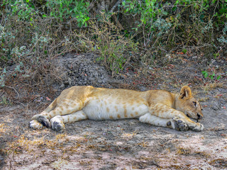 male lion takes a rest in midday sun at the national park