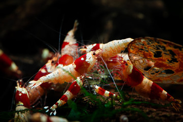 Crystal red shrimp swarm eat aquarium pets hobby nature wild life